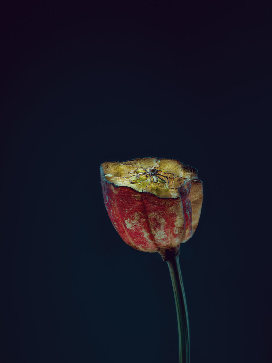 Assaulted Flowers by Simon Puschmann - CRXSS