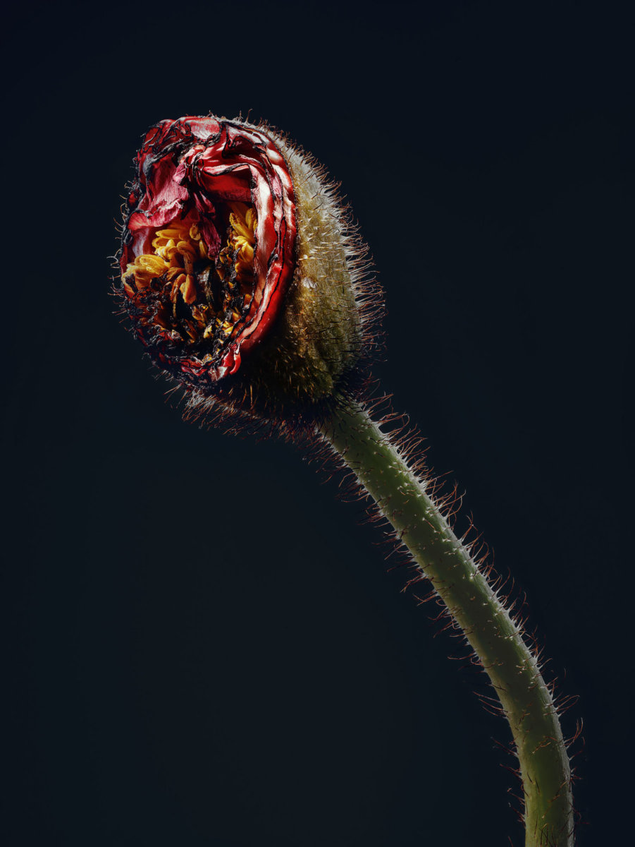 Assaulted Flowers by Simon Puschmann - CRXSS
