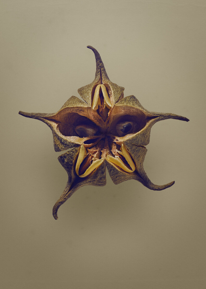 Seeds & Fruits - CRXSS