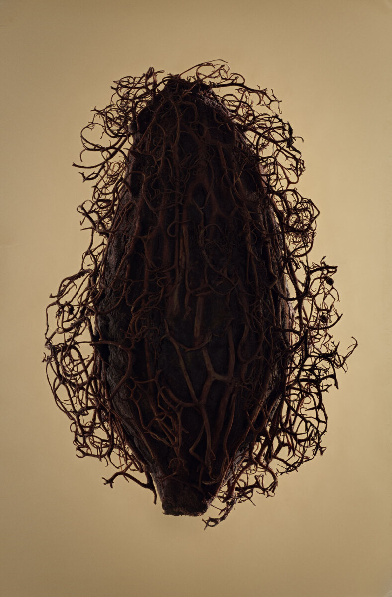 Seeds & Fruits - CRXSS