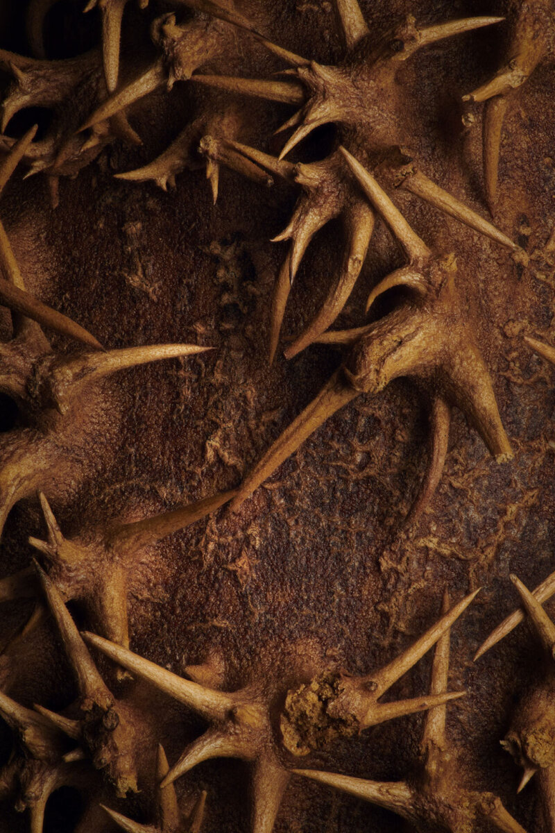 Seeds & Fruits - CRXSS