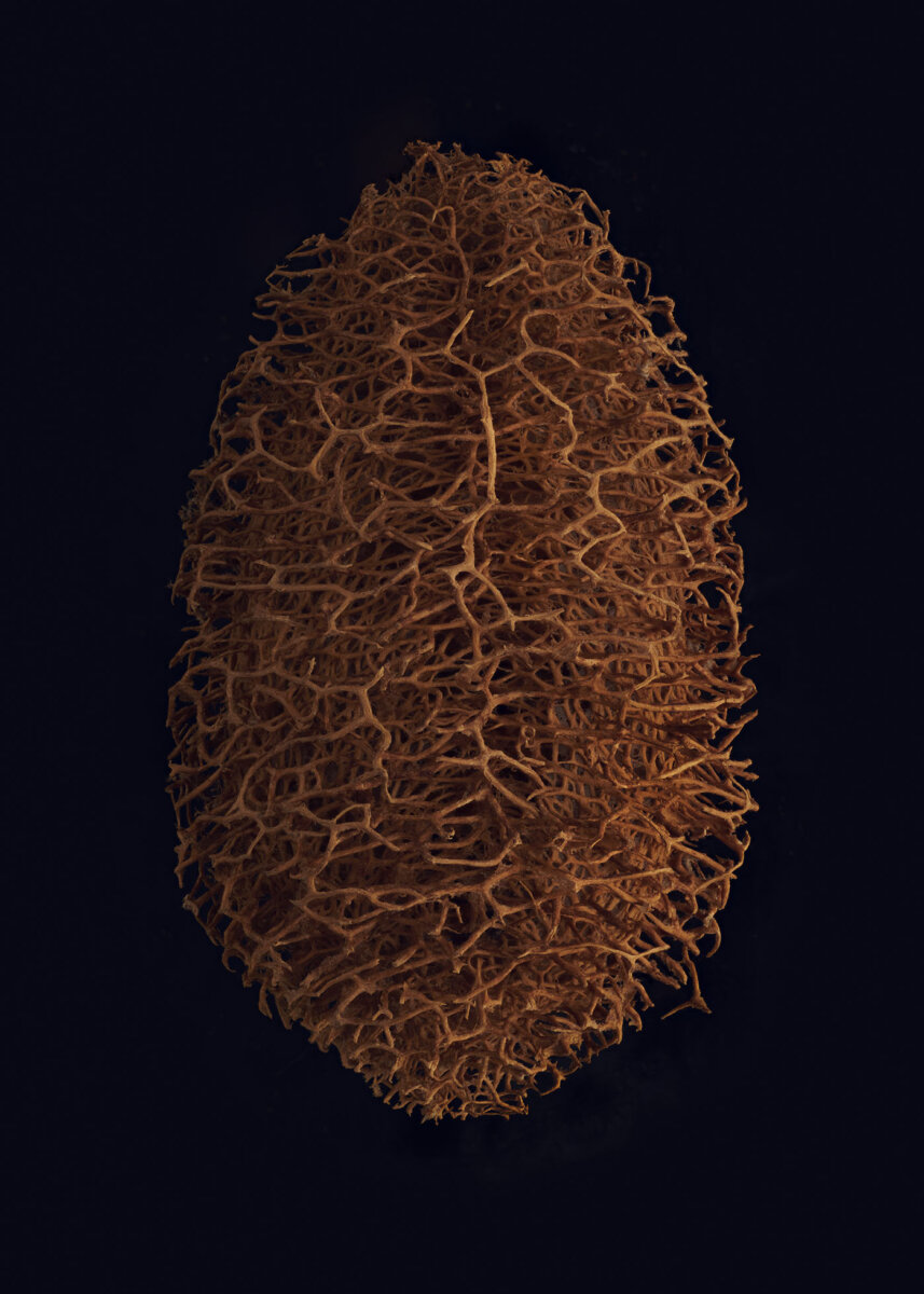 Seeds & Fruits - CRXSS