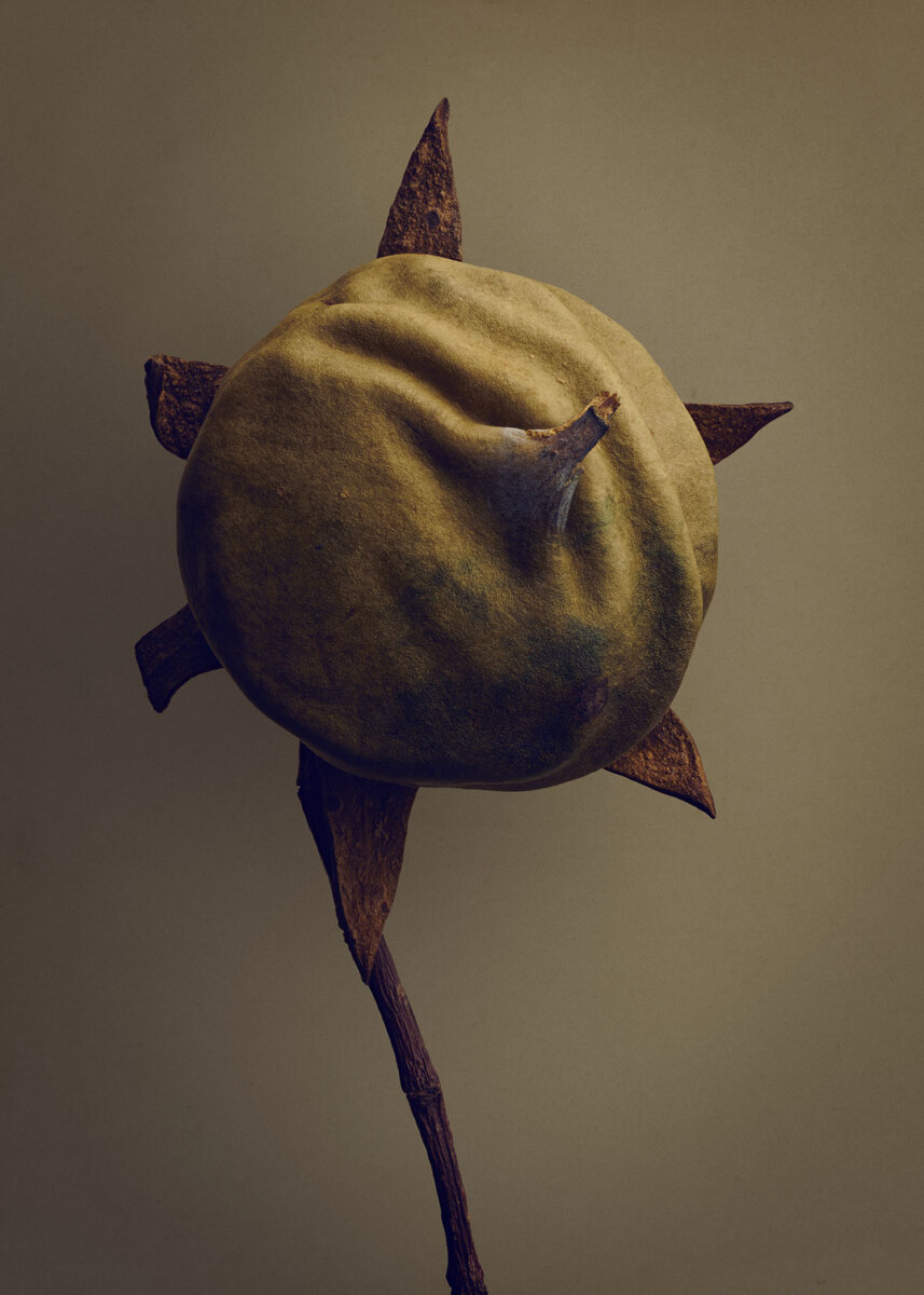 Seeds & Fruits - CRXSS