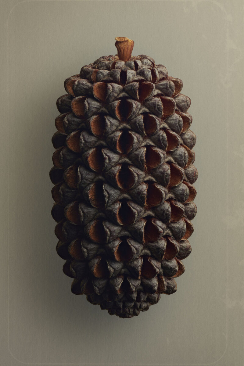 Seeds & Fruits - CRXSS