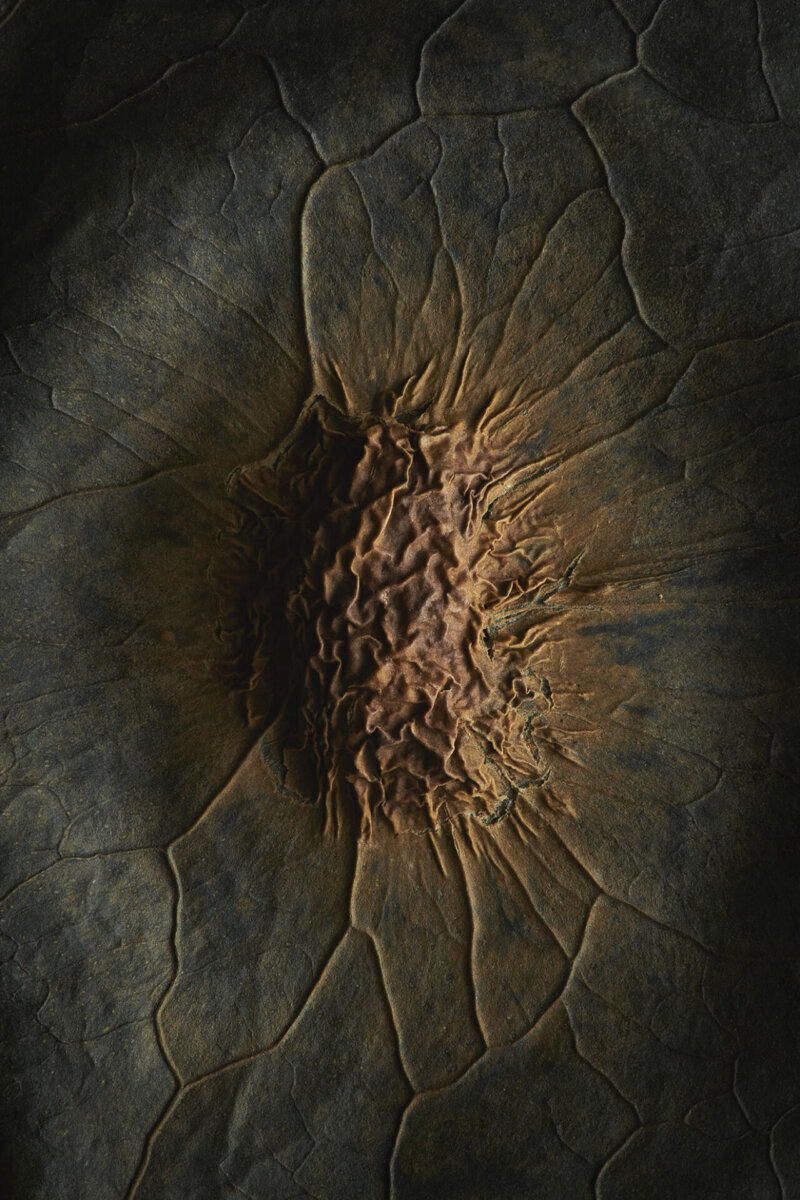 Seeds & Fruits - CRXSS