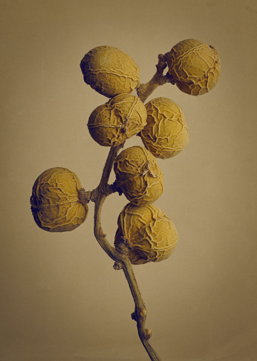 Seeds & Fruits - CRXSS