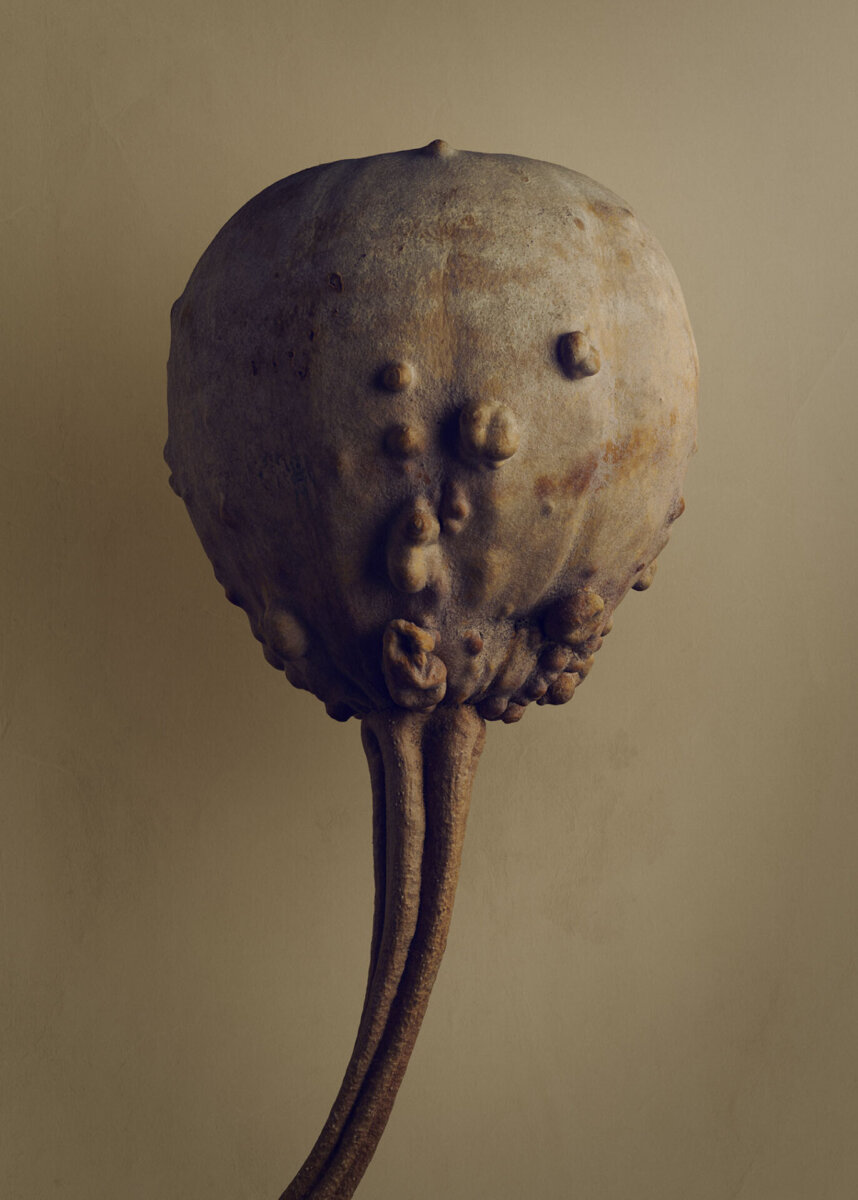 Seeds & Fruits - CRXSS