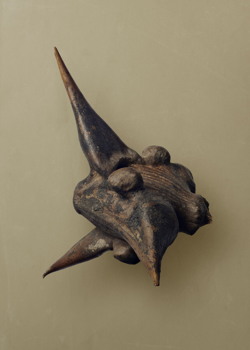 Seeds & Fruits - CRXSS