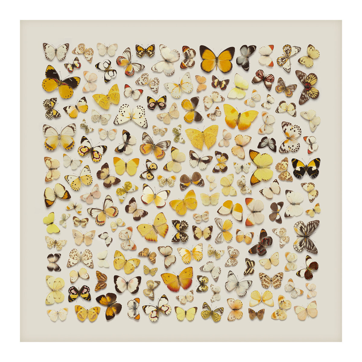 White Butterflies by Levon Biss - CRXSS