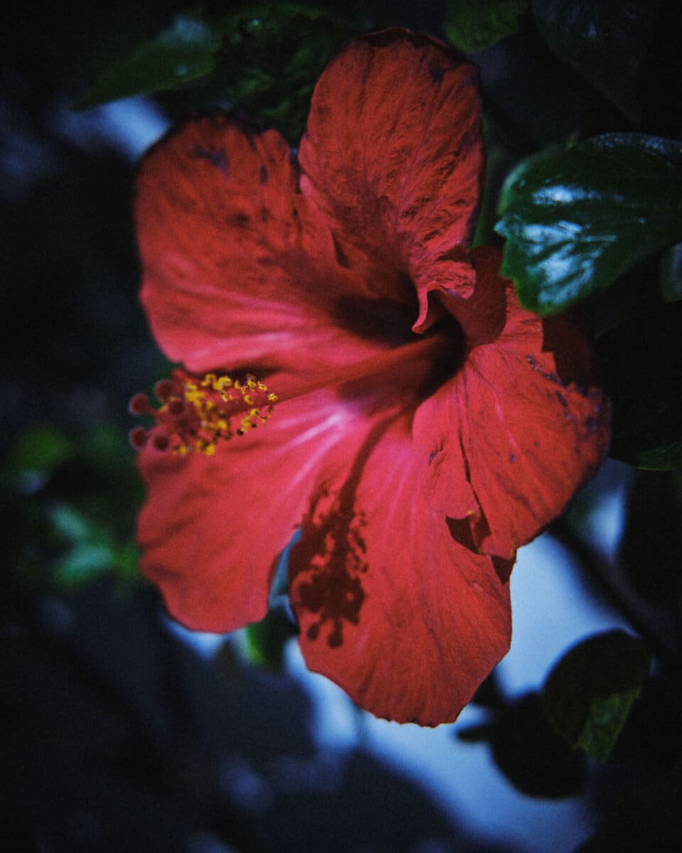 Islas de Luz by Tom Farmer. - CRXSS