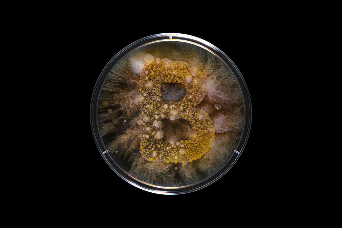 ABCteria - CRXSS