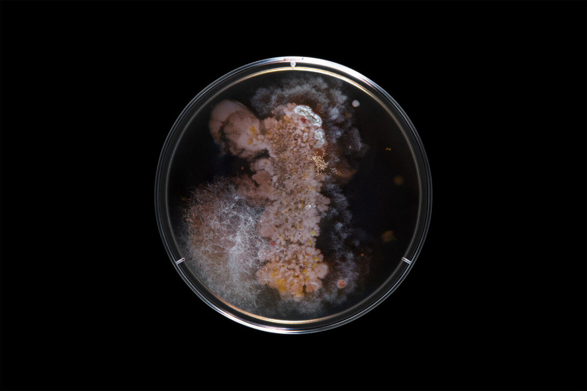 ABCteria - CRXSS