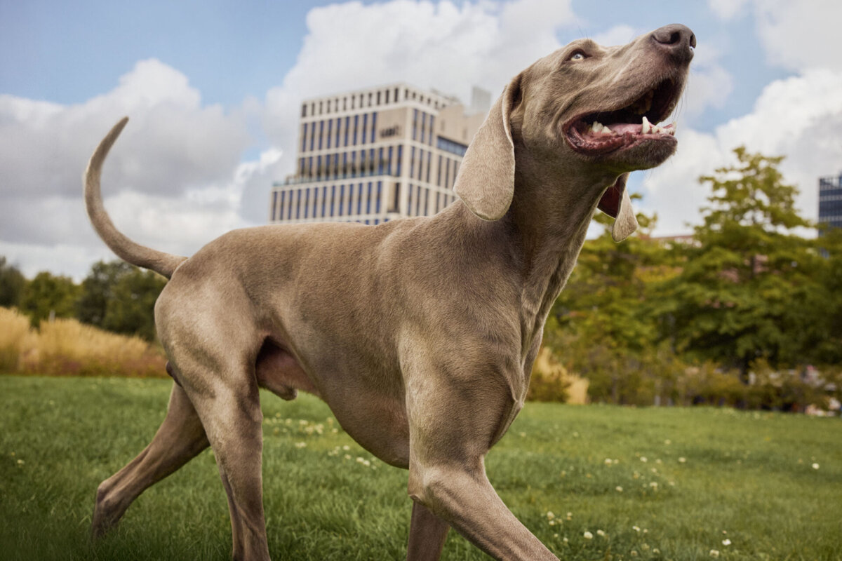 CARNILOVE by Tom Farmer. - CRXSS