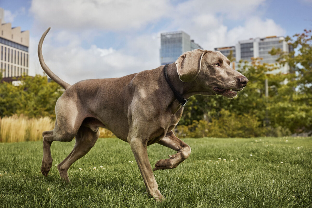 CARNILOVE by Tom Farmer. - CRXSS